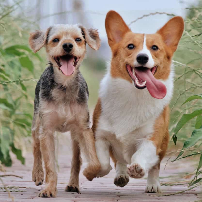 Two happy dogs. Two happy dogs, a terrier and a corgi, running running side by side.