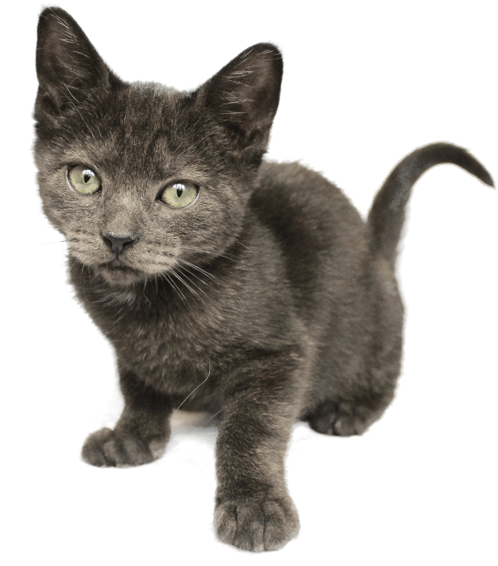 Grey kitten. Small grey kitten.