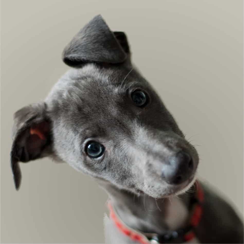 Puppy Grey puppy with blues eyes.